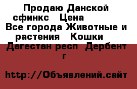  Продаю Данской сфинкс › Цена ­ 2 000 - Все города Животные и растения » Кошки   . Дагестан респ.,Дербент г.